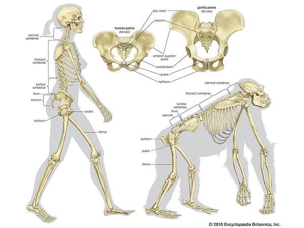 Fakat, gorilin kemikleri insan kemiklerine göre daha kalın ve dayanıklı.