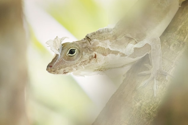 22. Anolis kertenkelesi derisini değiştirirken ipeksi bir görünüm alıyor.