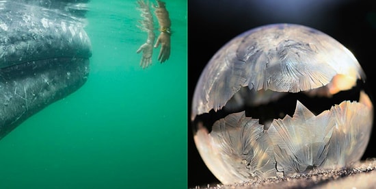 17 самых впечатляющих фото 2017 года из мира науки, которые поразят вас до глубины души 👏