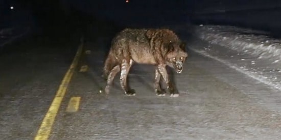 Aniden Yola Çıkan Devasa Kurt Böyle Görüntülendi!