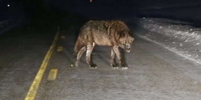 Aniden Yola Çıkan Devasa Kurt Böyle Görüntülendi!