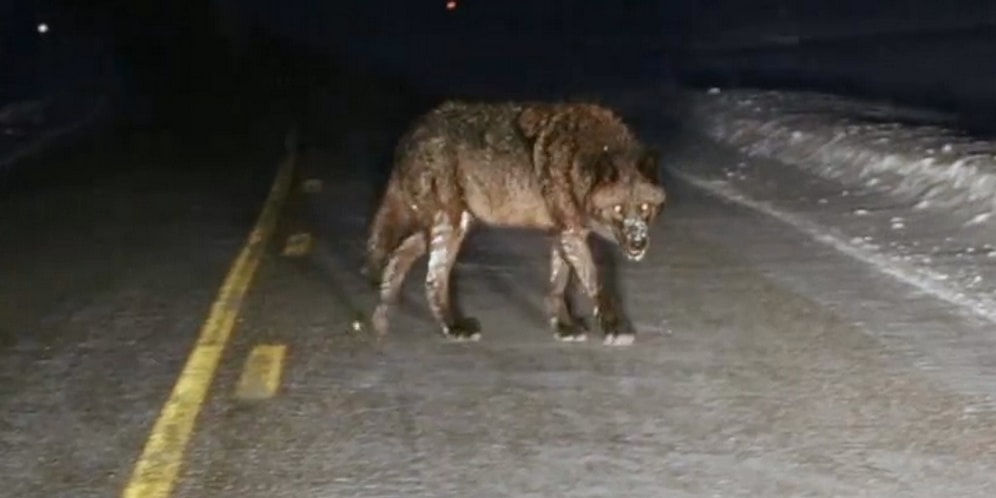 Aniden Yola Çıkan Devasa Kurt Böyle Görüntülendi!