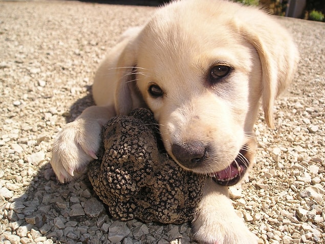 2. Siyah ve beyaz olmak üzere iki farklı türü var ve yer altında yetişen bu mantarı bulabilmek için iyi eğitimli köpekleri kullanıyorlar.