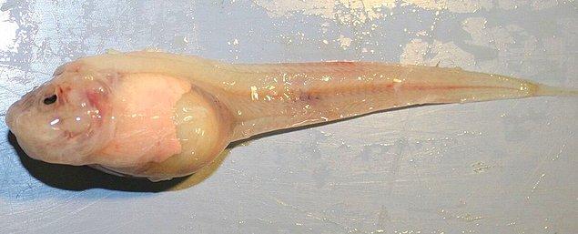Yeni keşfedilen Pseudoliparis swirei, şimdiye kadar kayıtlara geçen en derin noktada yaşayan balık oldu.