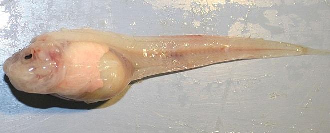 Sıradışı Görünüşüyle Dünyanın En Dip Noktasında Yaşayan Tuhaf Bir Canlı: Salyangoz Balığı