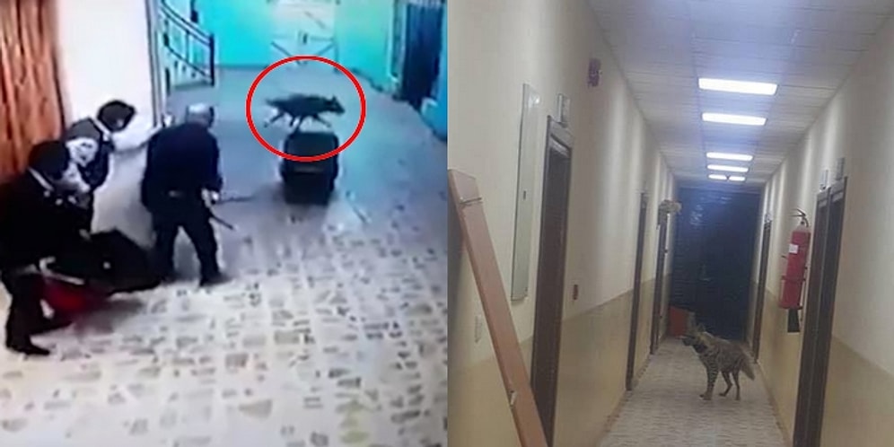 Hastaneye Giren Sırtlan Ortalığı Birbirine Kattı!