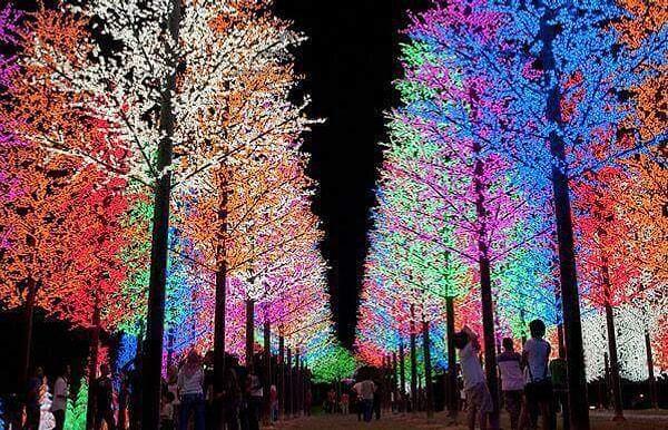 4. Christmas ışıklarının yansıdığı ağaçlar, Malezya'dan.
