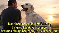 Çünkü Kusursuz Arkadaşlar! Hayvanları İnsanlardan Daha Çok Seven Kişilerin Çok İyi Bildiği 20 Gerçek