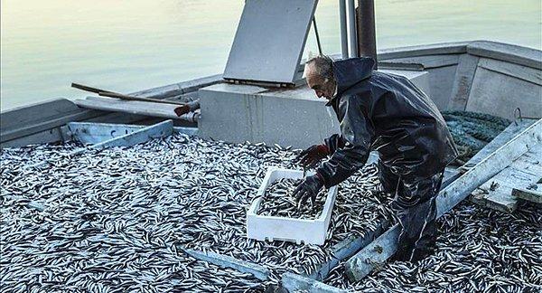 🐟  Hamsinin soğuk sulara göç etmesi nedeniyle Türk balıkçılar bir süredir Gürcistan ve Rusya'ya yönelmişti.