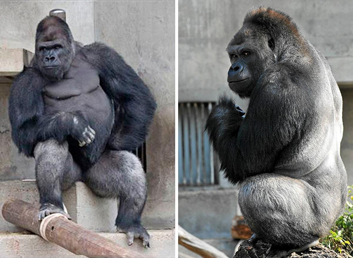 Вес обезьяны. Горилла Шабани. Самец гориллы рост и вес. Самец горилла и самка горилла. Вес гориллы самца.