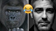 İnternet Dünyası Fotojeniklik Konusunda Çığır Açan Goril Shabani'yi George Clooney ile Kıyaslıyor!