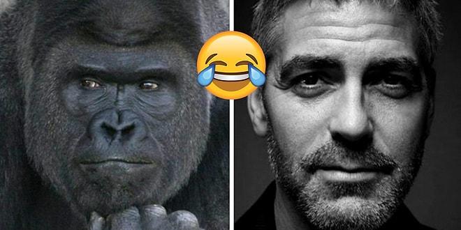 İnternet Dünyası Fotojeniklik Konusunda Çığır Açan Goril Shabani'yi George Clooney ile Kıyaslıyor!
