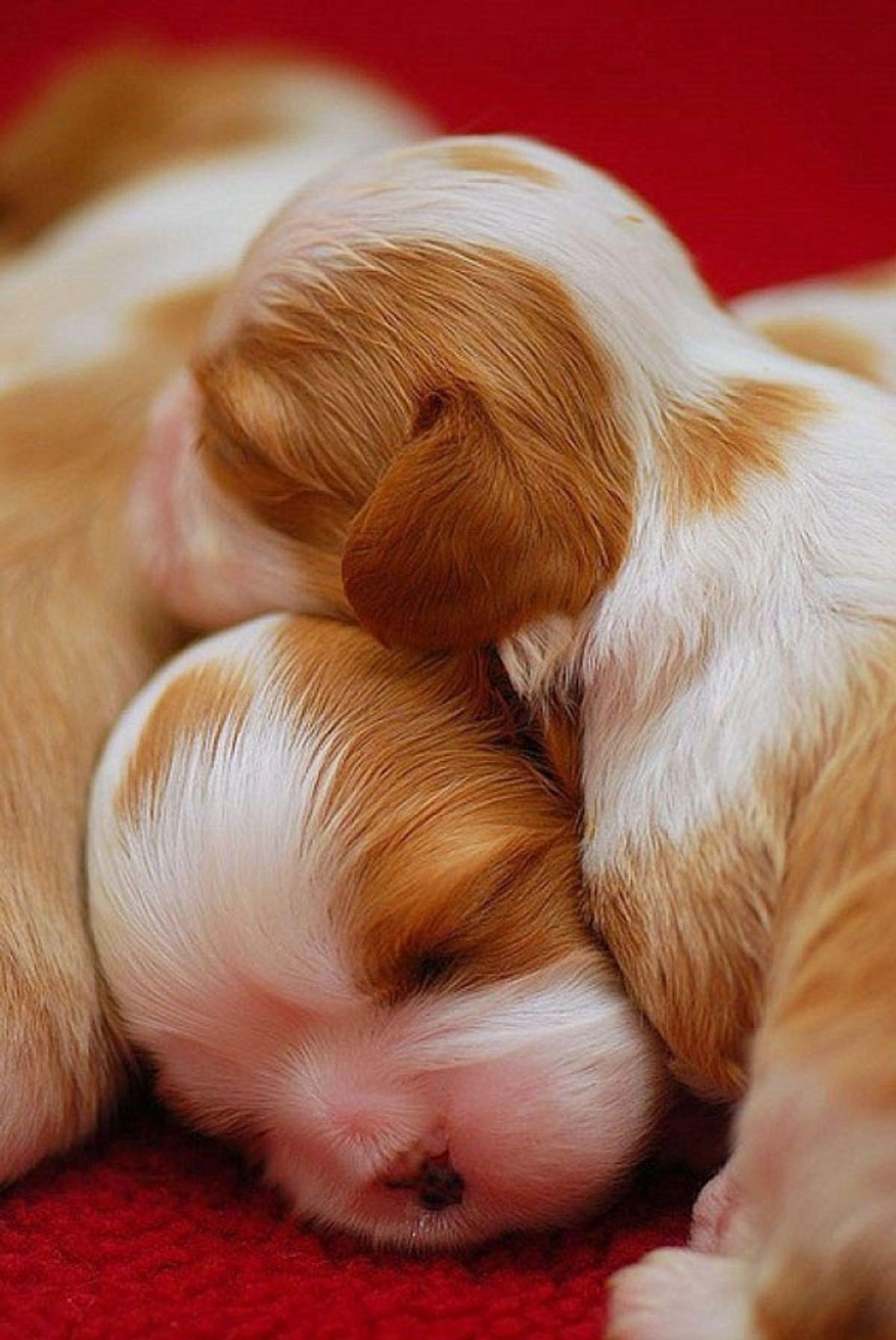 Кто такой кутенок. Милые щенки. Про маленького щенка. Маленькие щеночки. Фото щенков.