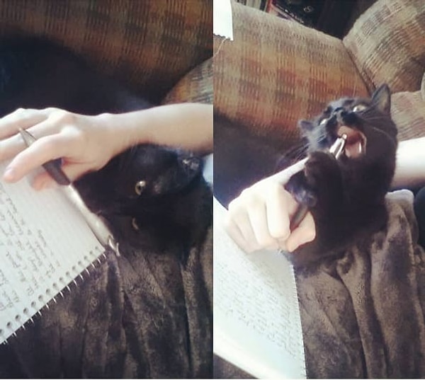 2. Кошки обязательно помогут с выполнением домашнего задания 😪