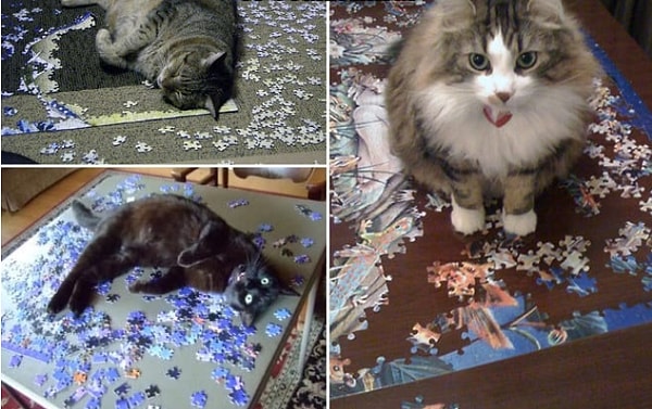 12. Кошки даже помогут собрать пазл 😅