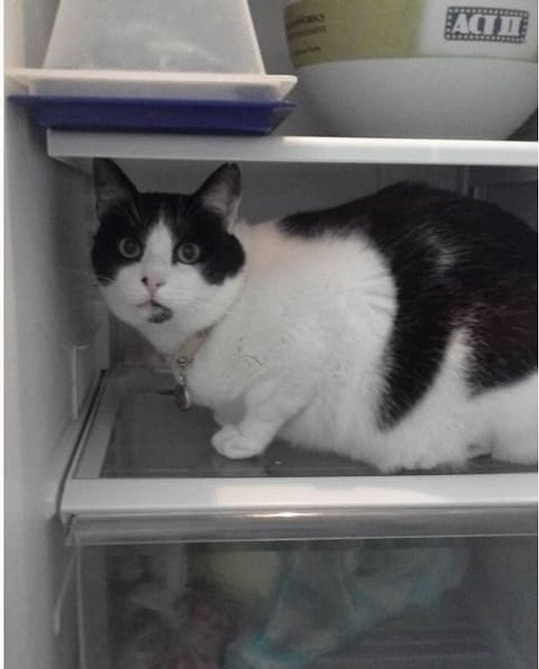 15. Кошки научат вас не оставлять холодильник открытым ни на секунду 😂