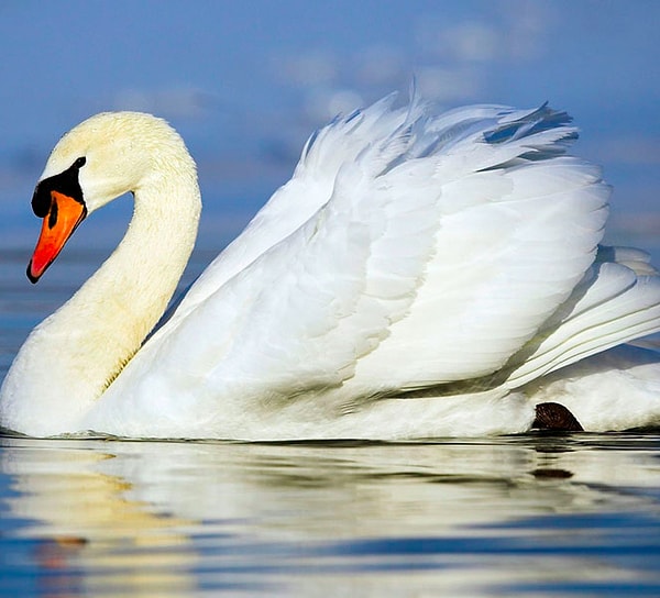 В постели вы, словно лебедь!