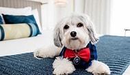Люксовый отель для собак в Сан-Франциско полон развлечений, а заведует им песик по имени Бастер!
