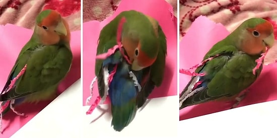 Kağıttan Kendine Kuyruk Yapan Dünyalar Tatlısı Papağan