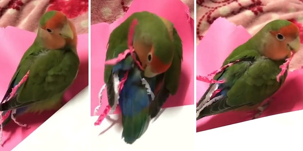 Kağıttan Kendine Kuyruk Yapan Dünyalar Tatlısı Papağan