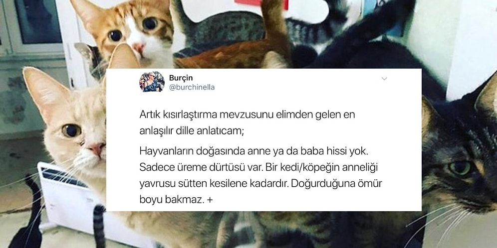 Hayvanseverleri İki Kutuba Ayıran 'Kısırlaştırma' Hakkında Kısa ve Bilgilendirici Bir Yazı