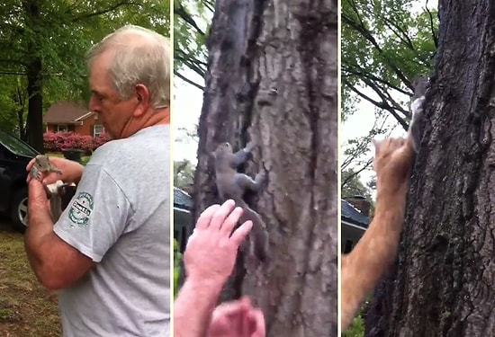 Doğaya Bırakılan Sincabı Işık Hızında Yakalayan Kedi