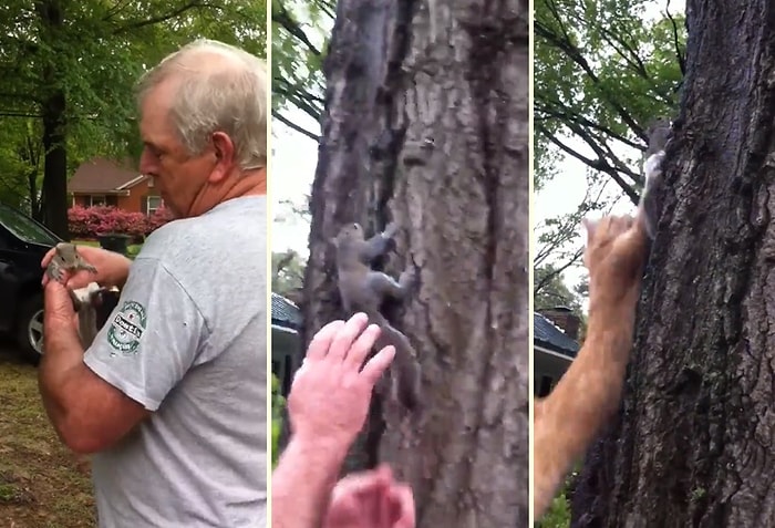 Doğaya Bırakılan Sincabı Işık Hızında Yakalayan Kedi