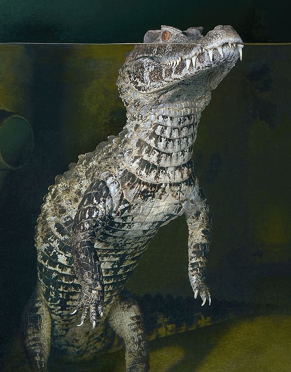 42. Гладколобый кайман Шнайдера