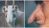 2 года фотограф снимал вымирающие виды животных. Его снимки разобьют вам сердце!