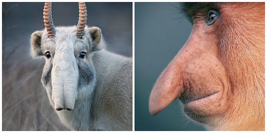 2 года фотограф снимал вымирающие виды животных. Его снимки разобьют вам сердце!