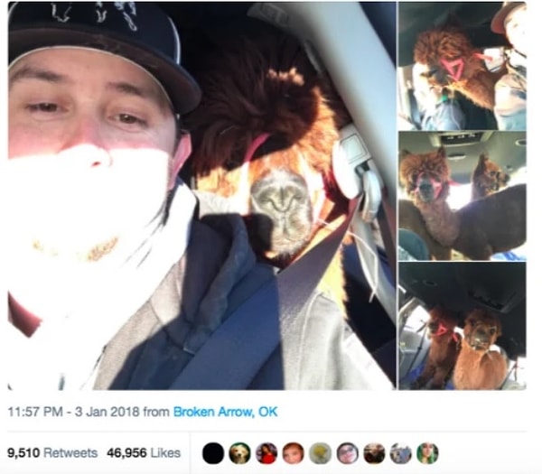 5. Муж, купивший своей жене в качестве домашних питомцев двух... альпак! Представляю, какая будет реакция у его дражайшей супруги