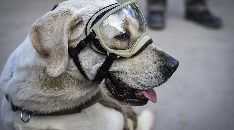 10 невероятных историй о настоящем героизме собак, которые заставят вас любить их еще больше!