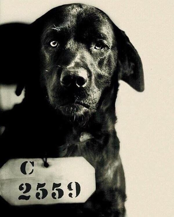 14. Pep, ömür boyu hapse mahkum edilen ilk köpektir. Pensilvanya valisinin kedisini öldürmüştür. 1924