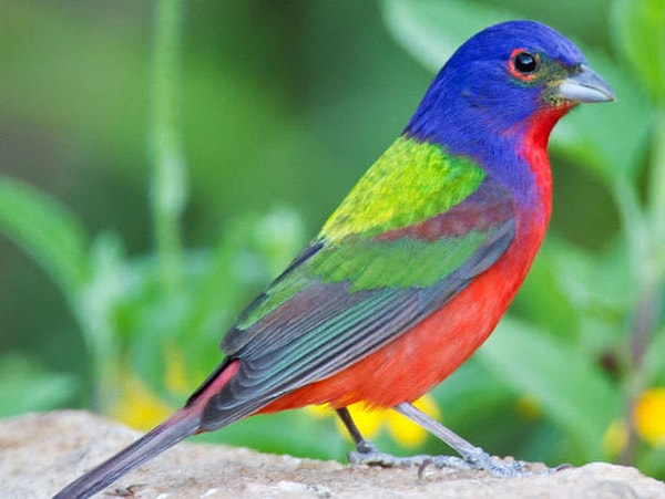 6. Осталось чуть-чуть. Какая из этих птиц достойна вашего выбора?