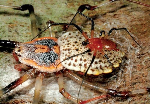 16. Bir örümcek türünün erkek mensupları hayatları boyunca yalnızca bir defa çiftleşiyor ve sonrasında kendi cinsel organlarını çiğneyip koparıyorlar.