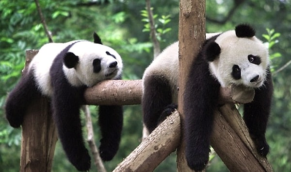 3. Фитофагами называются животные, которые питаются...