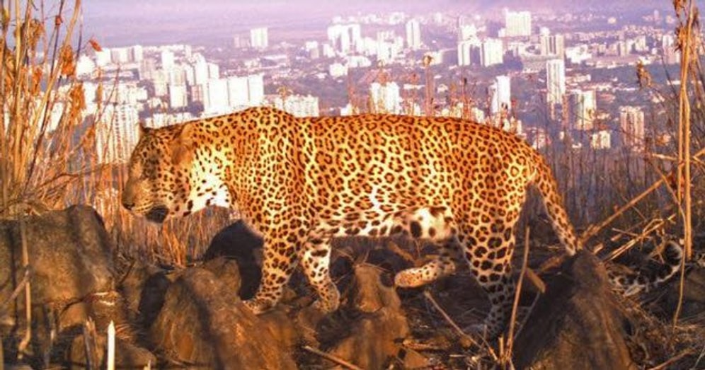 10 мест на Земле, где опасные животные живут бок о бок с человеком