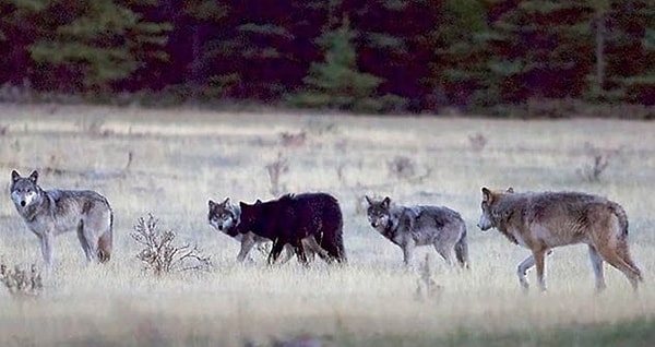 7. Волки в Банфе