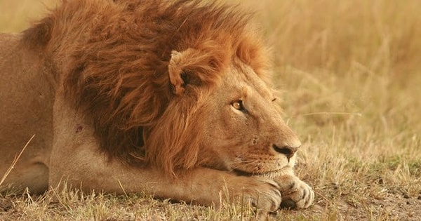 8. Львы в Масаи-Мара
