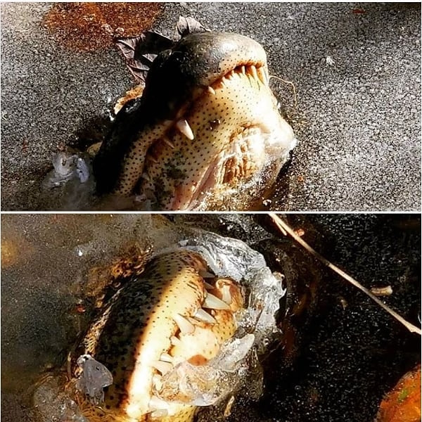 9. В парке в Северной Каролине аллигатор оказался в ловушке из-за льда