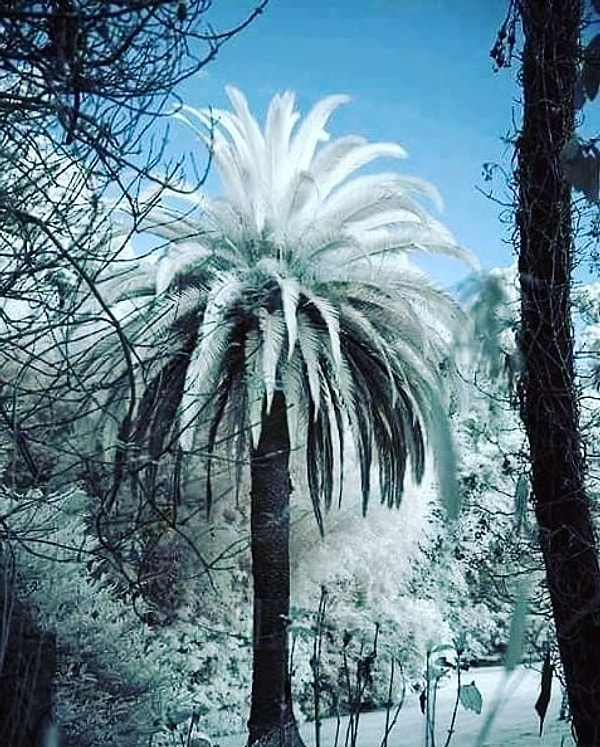 11. А пальму, покрытую льдом, вы когда-нибудь видели? Добро пожаловать в Массачусетс!