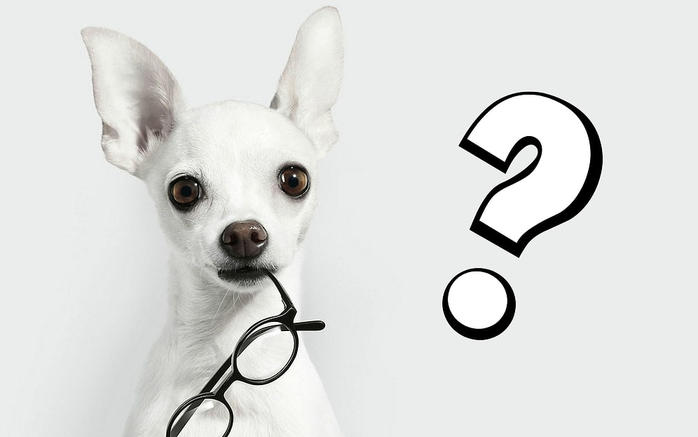 Лишь 1% читателей удается угадать породы всех 9 собак по их лапам. А вы в их числе?