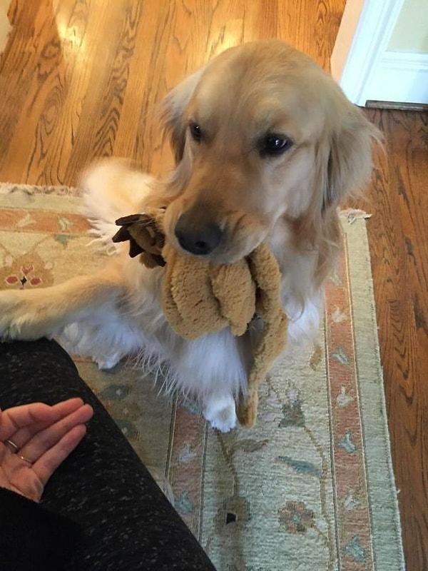 14. "Kız arkadaşımın köpeği kapıya gelen herkese bir hediye getirmek zorunda. Eğer bir oyuncak bulamazsa, yatağını size kadar sürükler veya az önce çıkardığınız ayakkabıyı size geri verir."