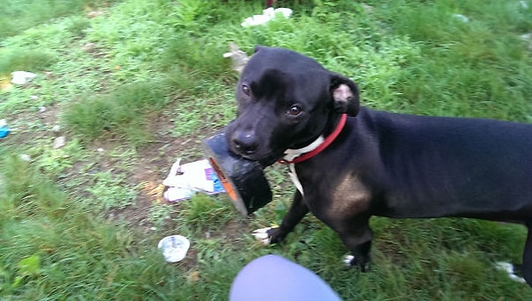 12. "Собака вечно приносит мне какой-нибудь инструмент, полагая, что он пригодится во время работы. И иногда она действительно приносит нужные вещи"