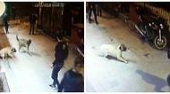Kemerle Dövüp Bıçakladılar! Sokakta Yaşayan Muhammet Ali'nin Köpeği 'Paşa' ve Yavrusuna Vahşi Saldırı