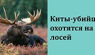 10 фактов, которые звучат как полнейшая чушь, но на самом деле являются 100% правдой