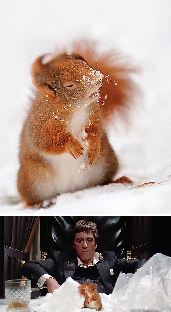14. "Белка со снегом на носу"