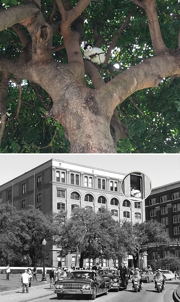 24. "Кот на дереве"