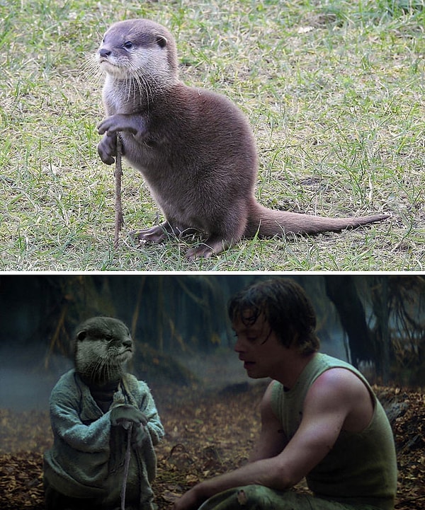 27. "Выдра, использующая палку как трость"