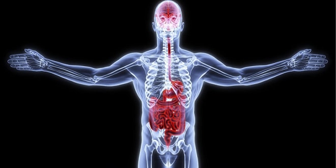 96% людей с высшим образованием заваливают этот тест на знание «интересных» частей тела